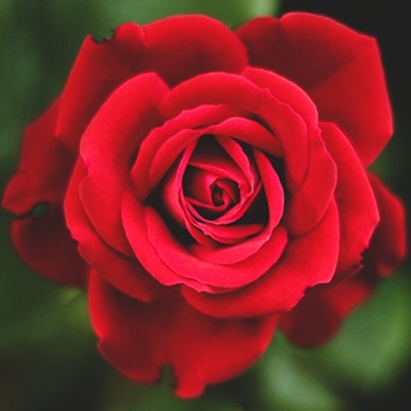 roses_are_red_